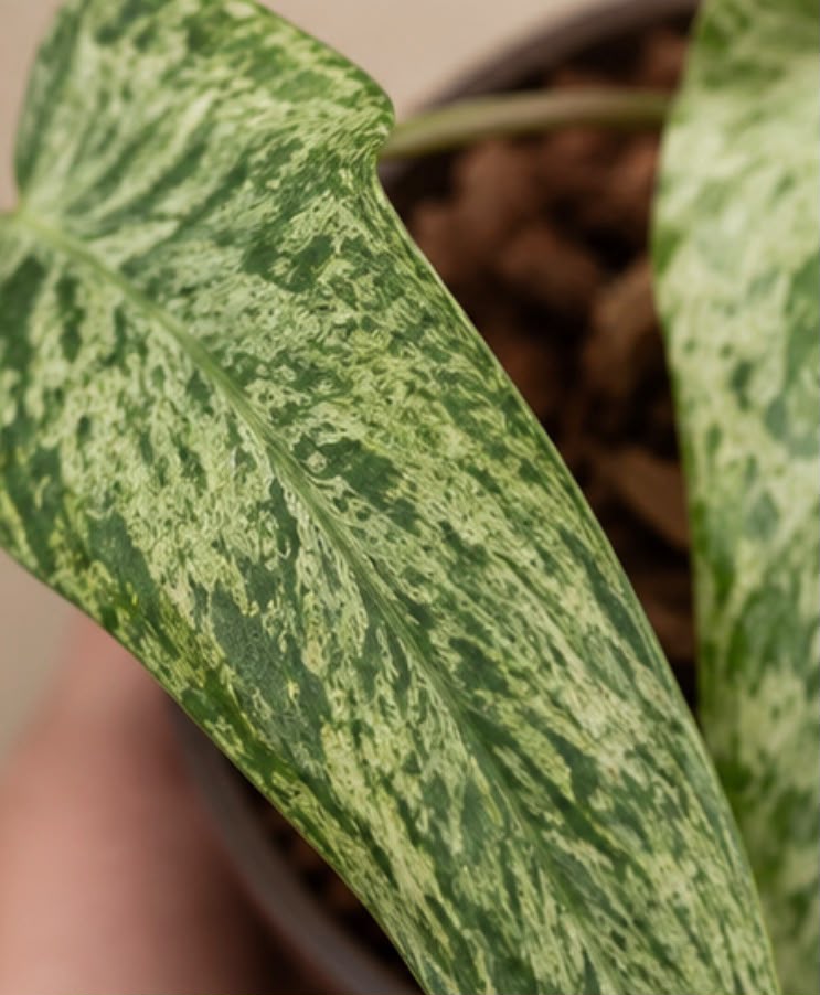 Philodendron Whiple way X florida beauty
