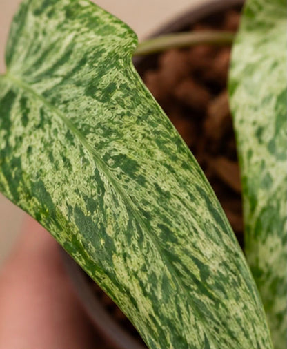 Philodendron Whiple way X florida beauty