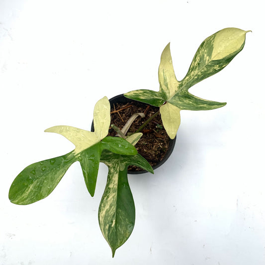 Philodendron florida beauty