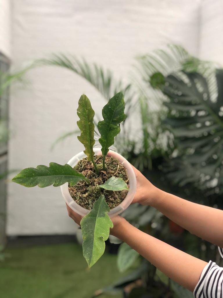 Philodendron ring of fire