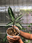 Aglaonema Bicolor